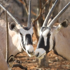 Gemsbok pair Limcroma Safaris 2015