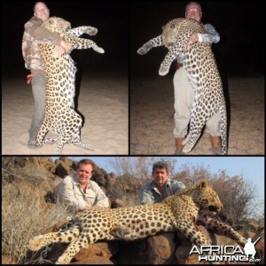 Leopard Hunt Namibia