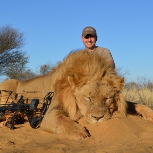 Bowhunted Lion