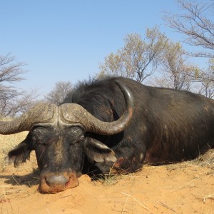 My RSA Kalahari Cape Buffalo