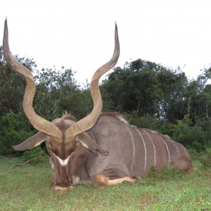 Kudu