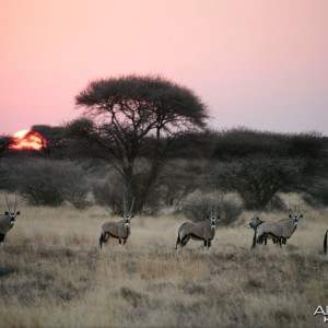 Gemsbok