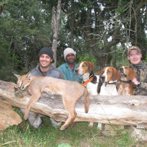 Caracal with Hounds.