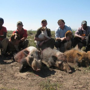 Bushpig with Hounds