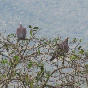 Rameron Pigeons - Mankazana Valley