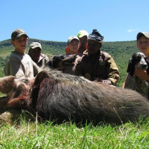 Bushpig Boar - Hounds Mankazana Valley