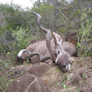 Kudu free range