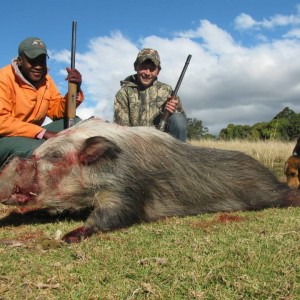 Bushpig hunting with hounds - Mankazana Valley