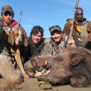 Bushpig hunting with hounds - Mankazana Valley