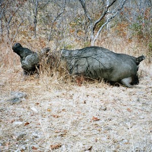 Buffalo hunted with FA .454 Handgun