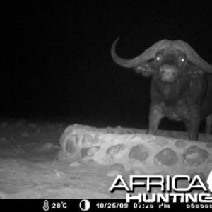 Cape buffalo Namibia
