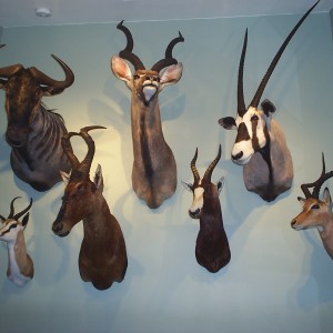 Trophy Room
