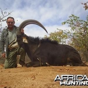 Sable Antelope