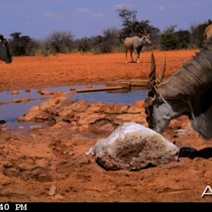 Cape Eland on Waterberg Plateau Namibia