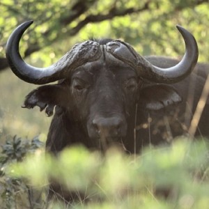 Cape Buffalo on the Waterberg Plateau in Namibia