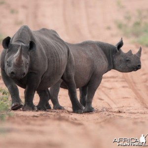 Rhino on the Waterberg Plateau in Namibia