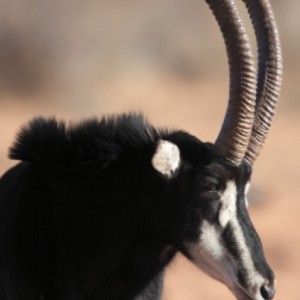 Sable Antelope on the Waterberg Plateau in Namibia