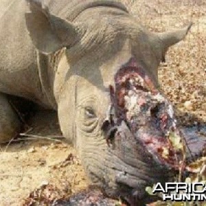 Poaching Rhino in Zimbabwe (Black Rhino)