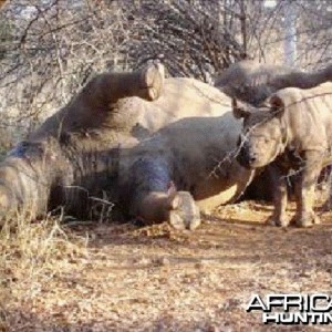 Poaching Rhino in Zimbabwe (Black Rhino)