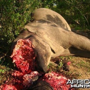 Poaching Elephant