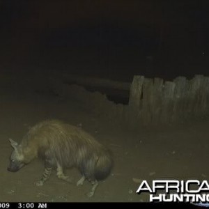 Brown Hyena