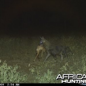 Brown Hyena