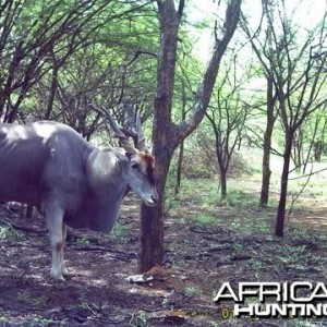 Cape Eland