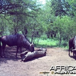 Blue Wildebeest