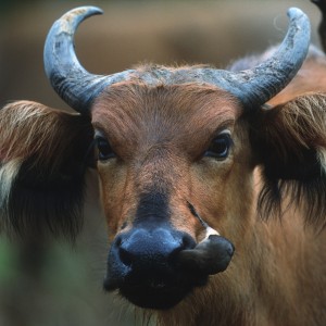 Red Forest Buffalo from Ethiopia