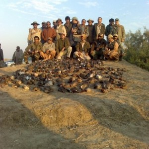 Duck Shoot in Pakistan