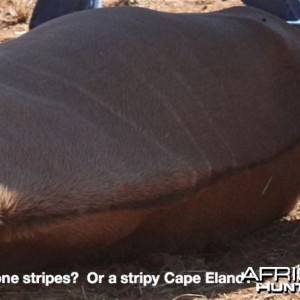 Cape Eland with light stripes usually the marking of a Livingston Eland