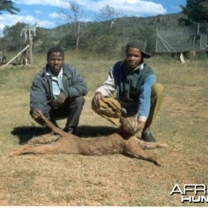 Large Male Caracal Tracked by Sparks Hounds