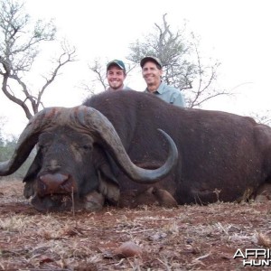 Cape Buffallo with Hartzview Hunting Safaris