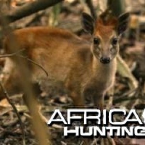 Adersâ€™ duiker (Cephalophus adersi)