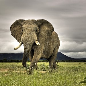 Elephant