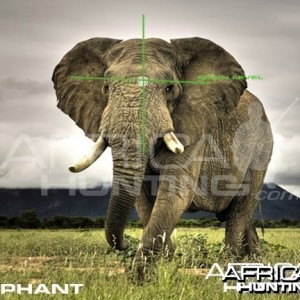 Hunting Elephant Quater View Shot Placement