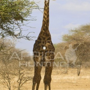 Giraffe Hunting - Front View Shot Placement