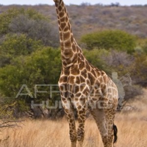 Giraffe Bowhunting - Quarter View Shot Placement