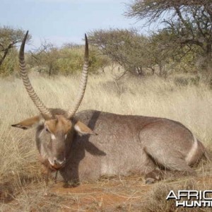 Hunting Waterbuck South Africa - 30 inches - Northern Cape Province