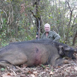 Giant Forest Hog Hunting in C.A.R. with Safaria