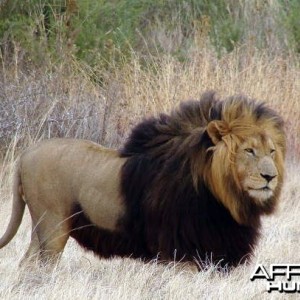 Big mane lion in South Africa