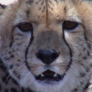 Cheetah