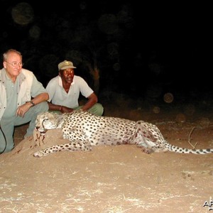 Hunting Cheetah Namibia