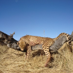 Cheetah Hunting Namibia