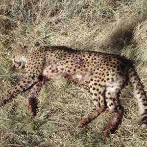 Cheetah Hunting Namibia