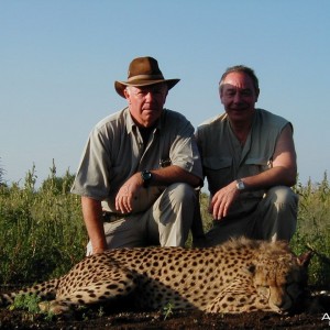 Cheetah Hunting Namibia