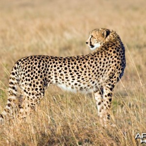 Cheetah