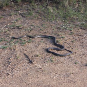 Black Mamba in Namibia