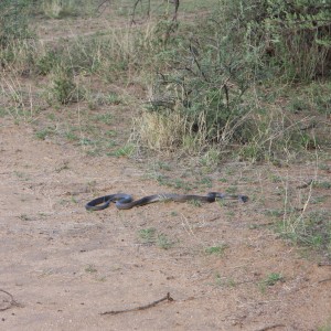 Black Mamba in Namibia