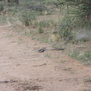 Black Mamba in Namibia